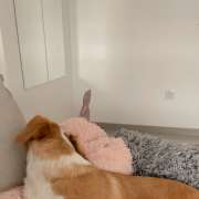 Natalie - Barreiro - Dog Hotel
