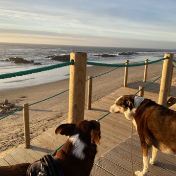 Petsitter - Esposende - Paseador de perros