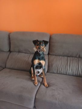 Hotel para Cães