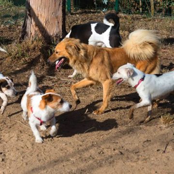 Tomás Rodrigues - Matosinhos - Banhos e Tosquias para Animais