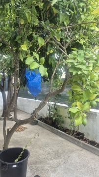 Jardinagem