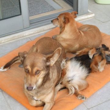 Petsitter - Esposende - Cuidar tus perros