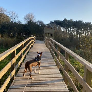 Petsitter - Esposende - Cuidados y paseos de mascotas