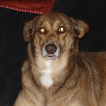 Petsitter - Esposende - Cuidar tus mascotas