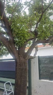 Serviço de Jardinagem