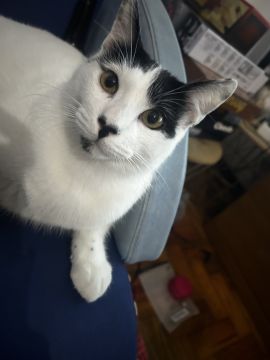 Hotel para Gatos