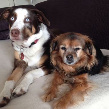Petsitter - Esposende - Paseador de perros