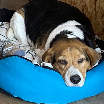 Petsitter - Esposende - Cuidar tus perros