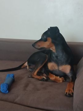 Hotel para Cães