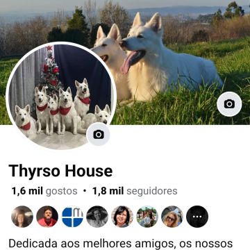 Thyrso House - Santo Tirso - Dog Walking