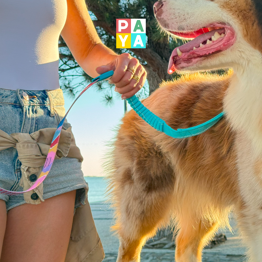 Paya Pets | Boarding & Sitting - Seixal - Katzensitter