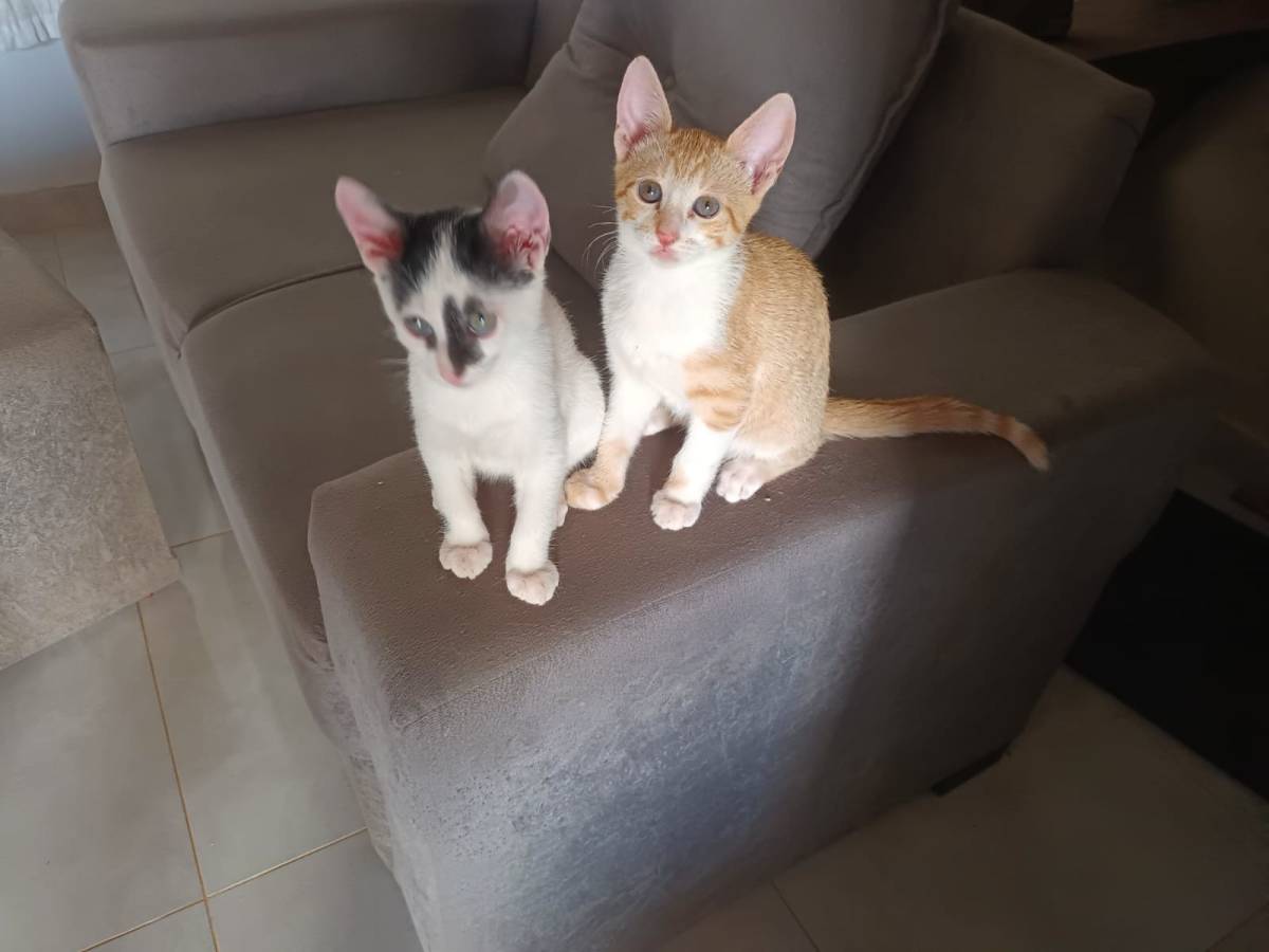 Cia para pets - Loulé - Cuidar tus mascotas