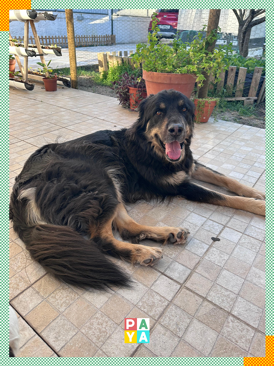 Paya Pets | Boarding & Sitting - Seixal - Katzensitter