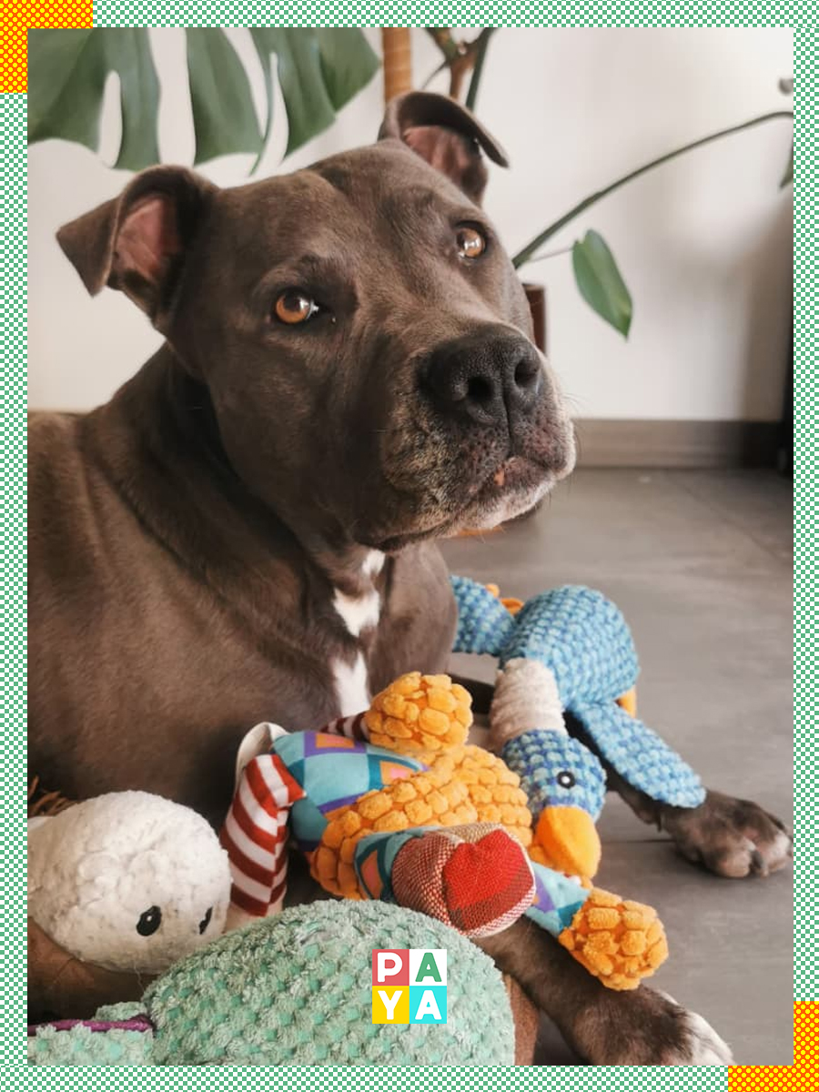 Paya Pets | Boarding & Sitting - Seixal - Haustiere - Pflege