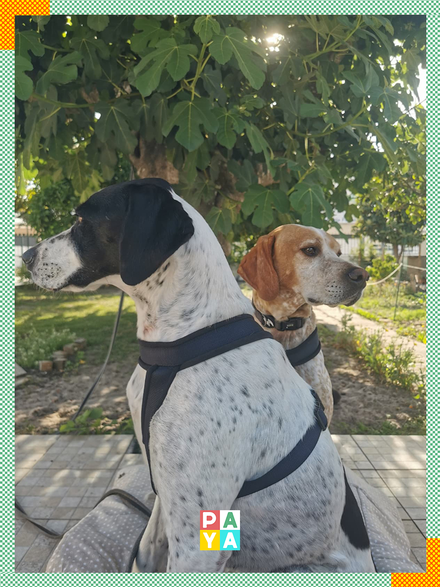 Paya Pets | Boarding & Sitting - Seixal - Hundepension