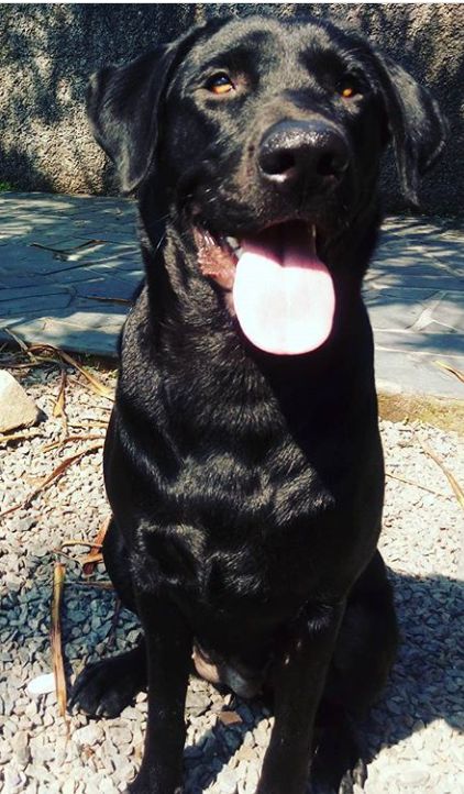 Jota - Pombal - Dog Walking