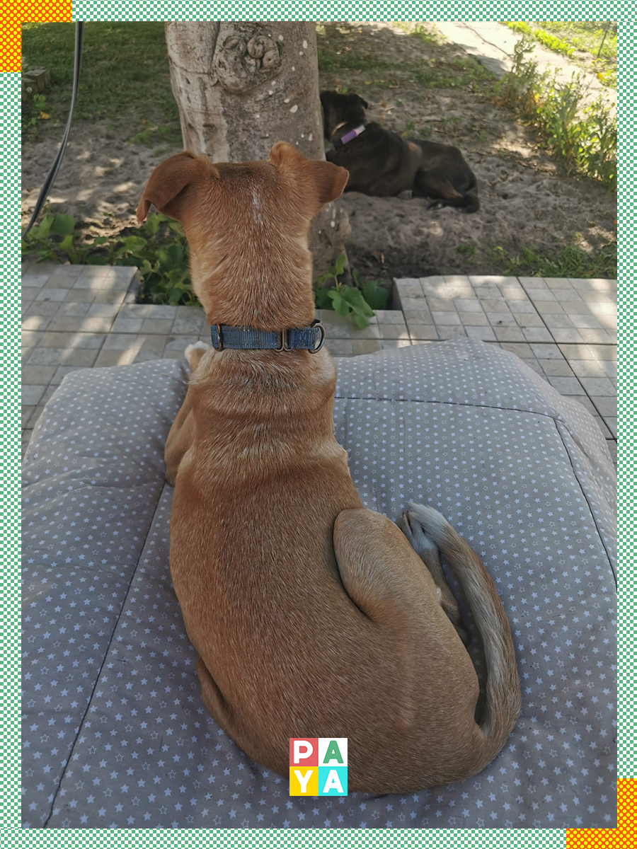 Paya Pets | Boarding & Sitting - Seixal - Hundeausführung