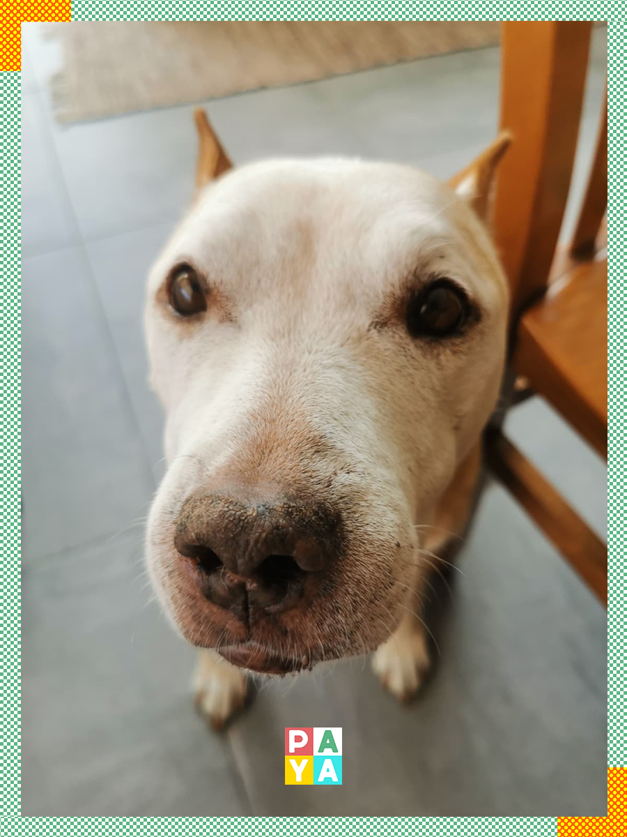 Paya Pets | Boarding & Sitting - Seixal - Haustiere - Pflege