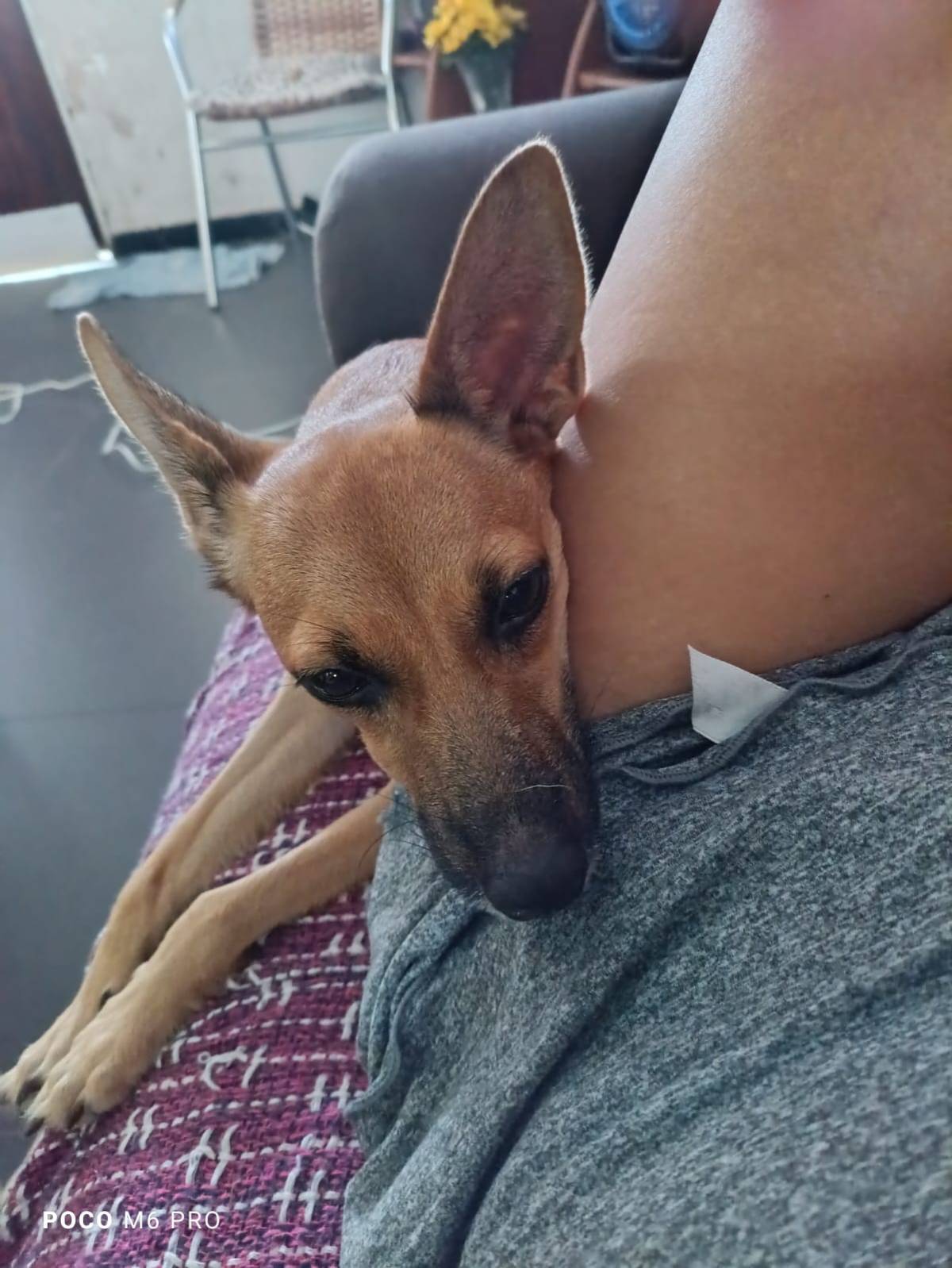 Cia para pets - Loulé - Cuidado de mascotas