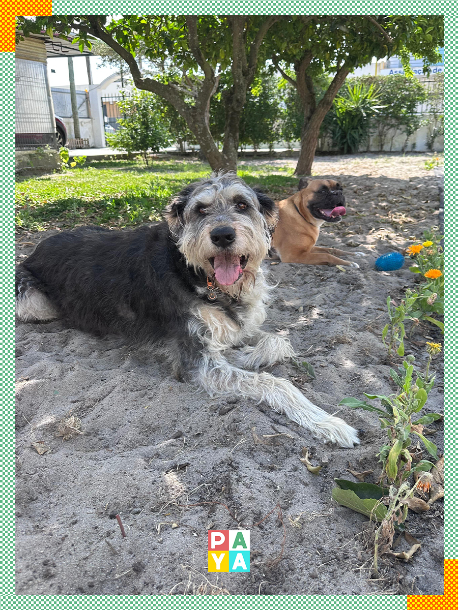 Paya Pets | Boarding & Sitting - Seixal - Haustierbetreuung