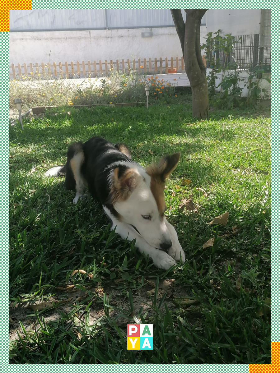 Paya Pets | Boarding & Sitting - Seixal - Tierpension