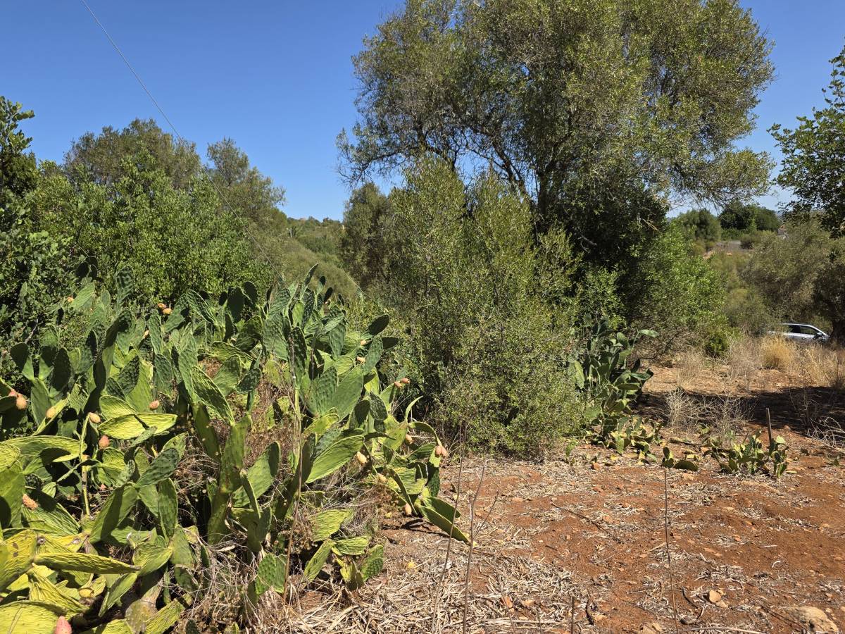 Limpieza de terrenos