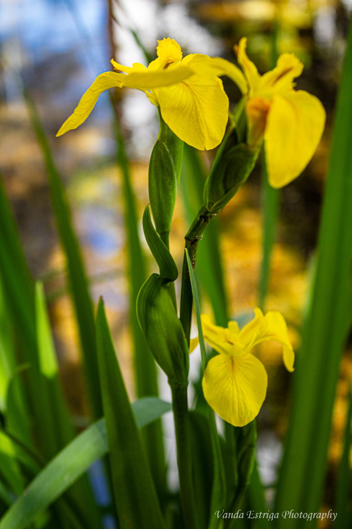 Vanda Estriga - Moita - Real State Marke Studies