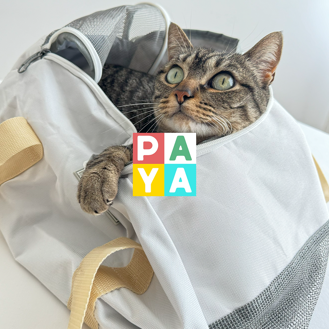 Paya Pets | Boarding & Sitting - Seixal - Katzenpension