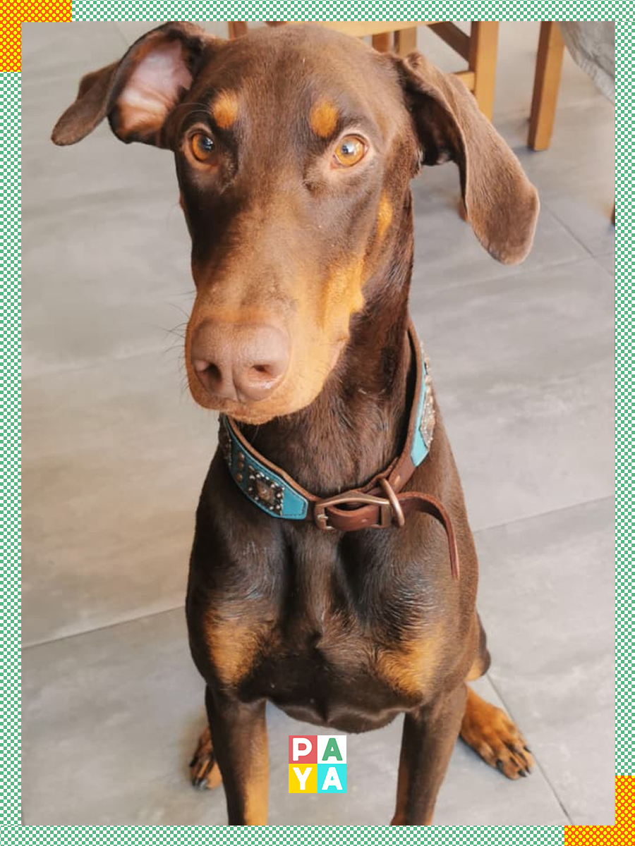 Paya Pets | Boarding & Sitting - Seixal - Hundepension