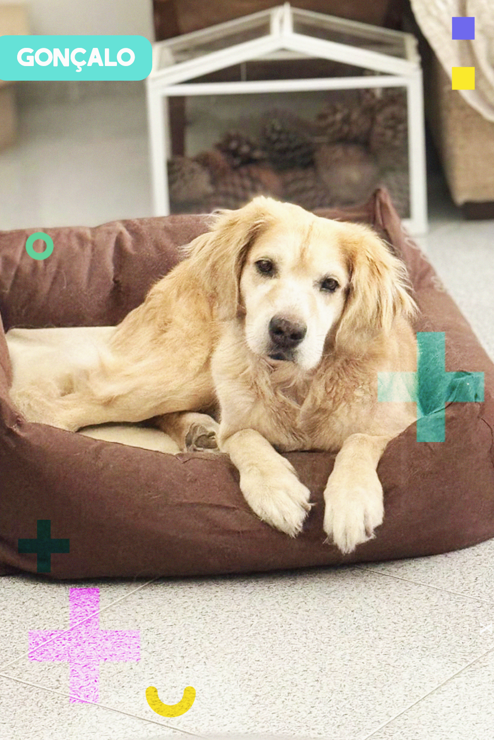Paya Pets | Boarding & Sitting - Seixal - Katzensitter