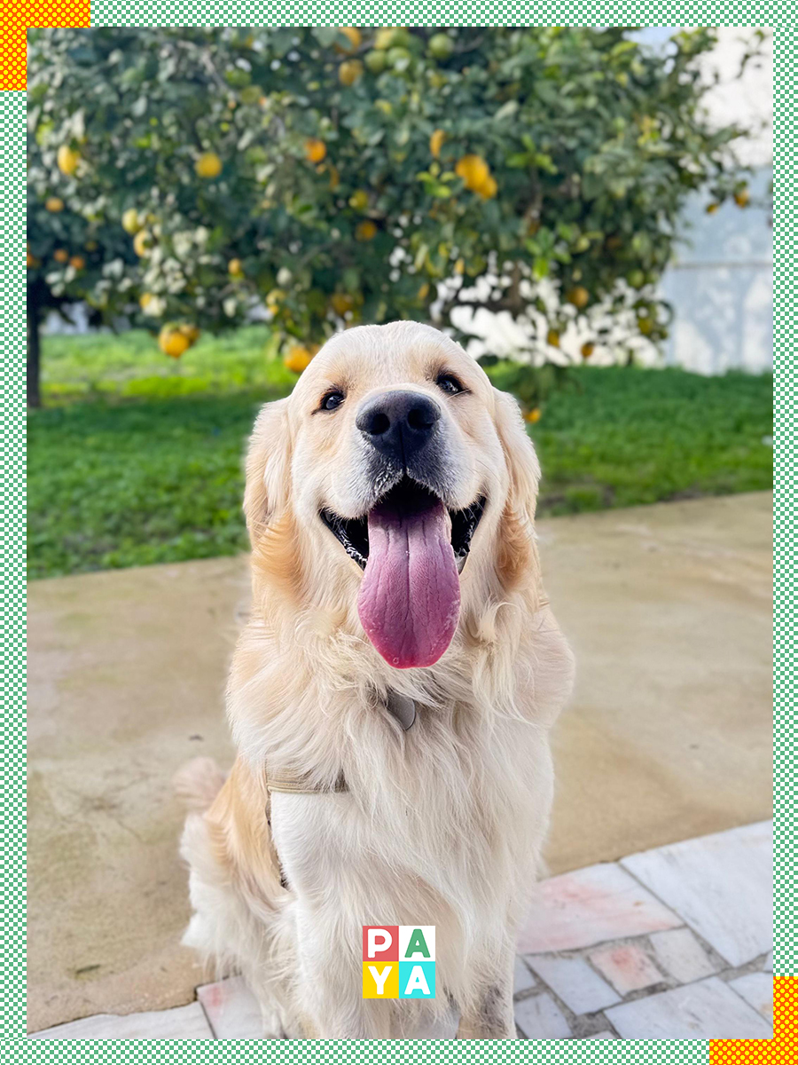 Paya Pets | Boarding & Sitting - Seixal - Tierarzt