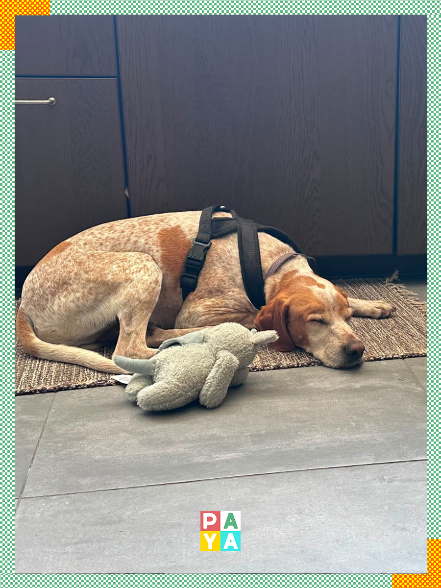 Paya Pets | Boarding & Sitting - Seixal - Haustierbetreuung und Tierpension