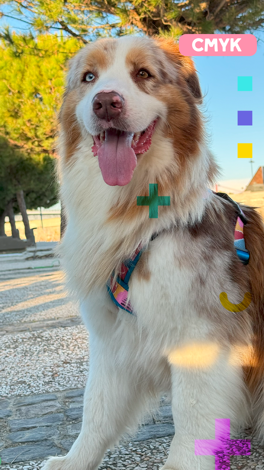 Paya Pets | Boarding & Sitting - Seixal - Hundeausführung