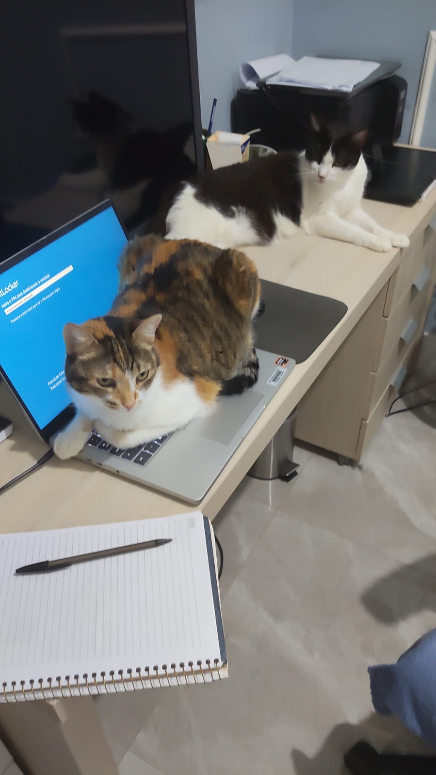 Cia para pets - Loulé - Cuidados y paseos de mascotas