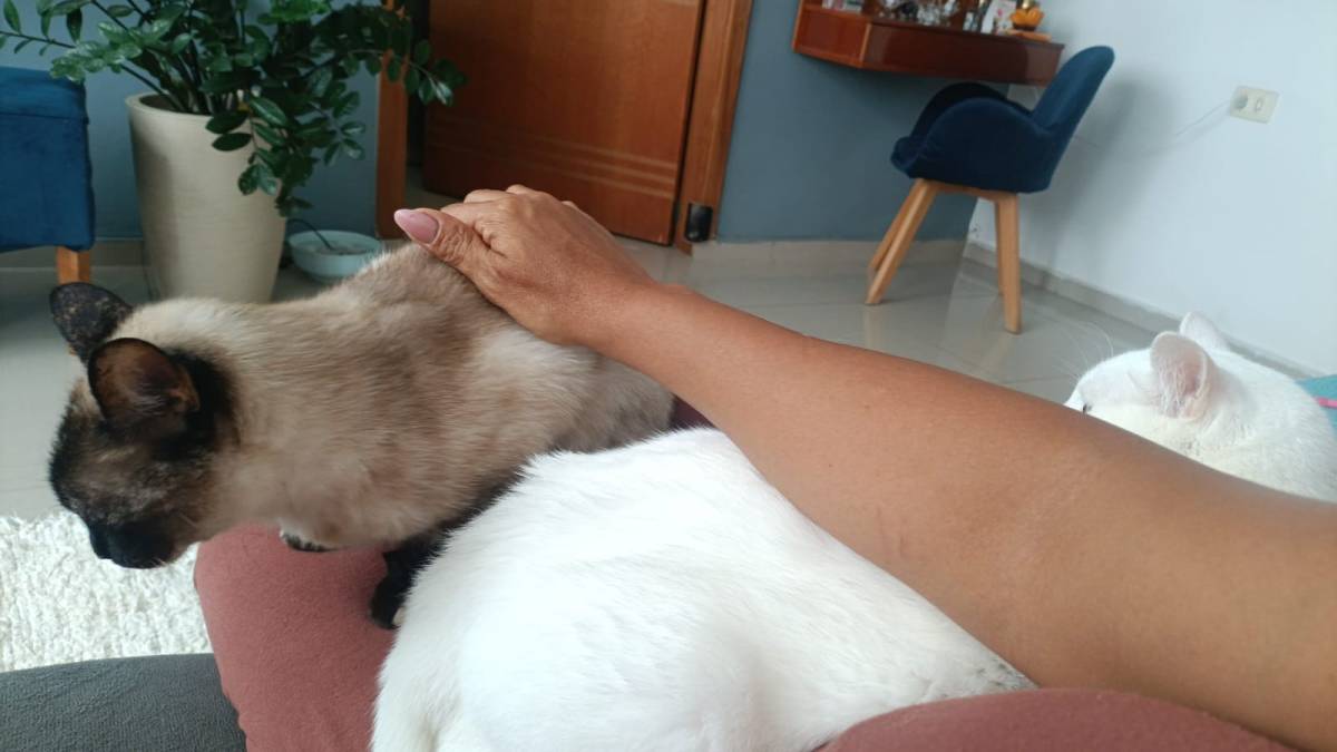 Cia para pets - Loulé - Cuidar tus perros