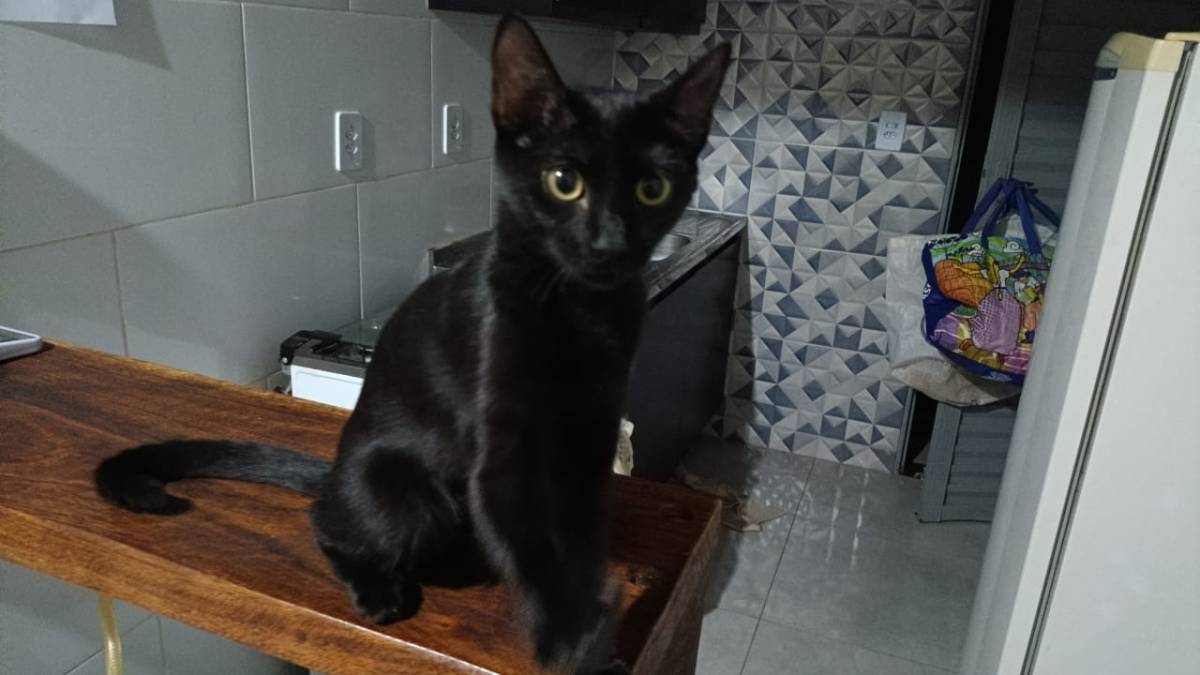 Cia para pets - Loulé - Cuidado y peluquería para mascotas