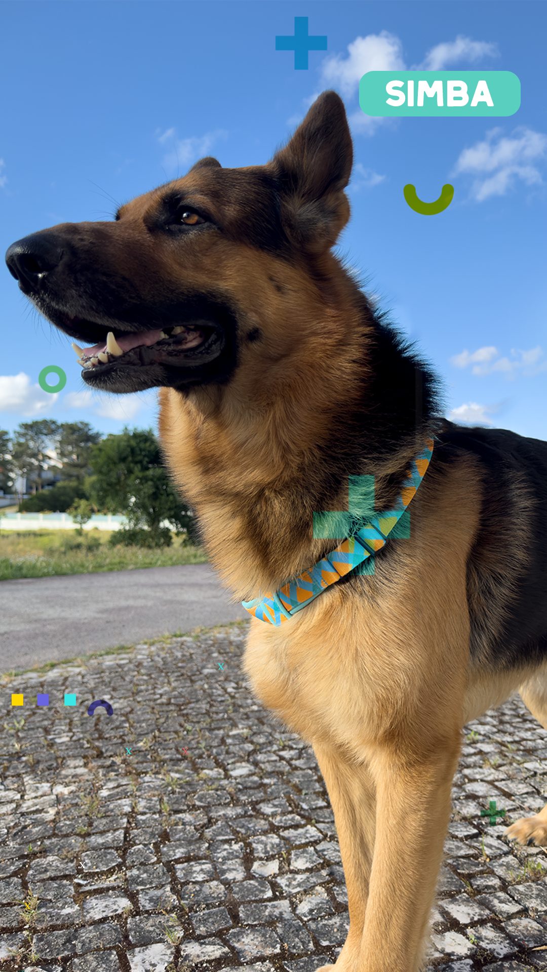 Paya Pets | Boarding & Sitting - Seixal - Hundeausführung