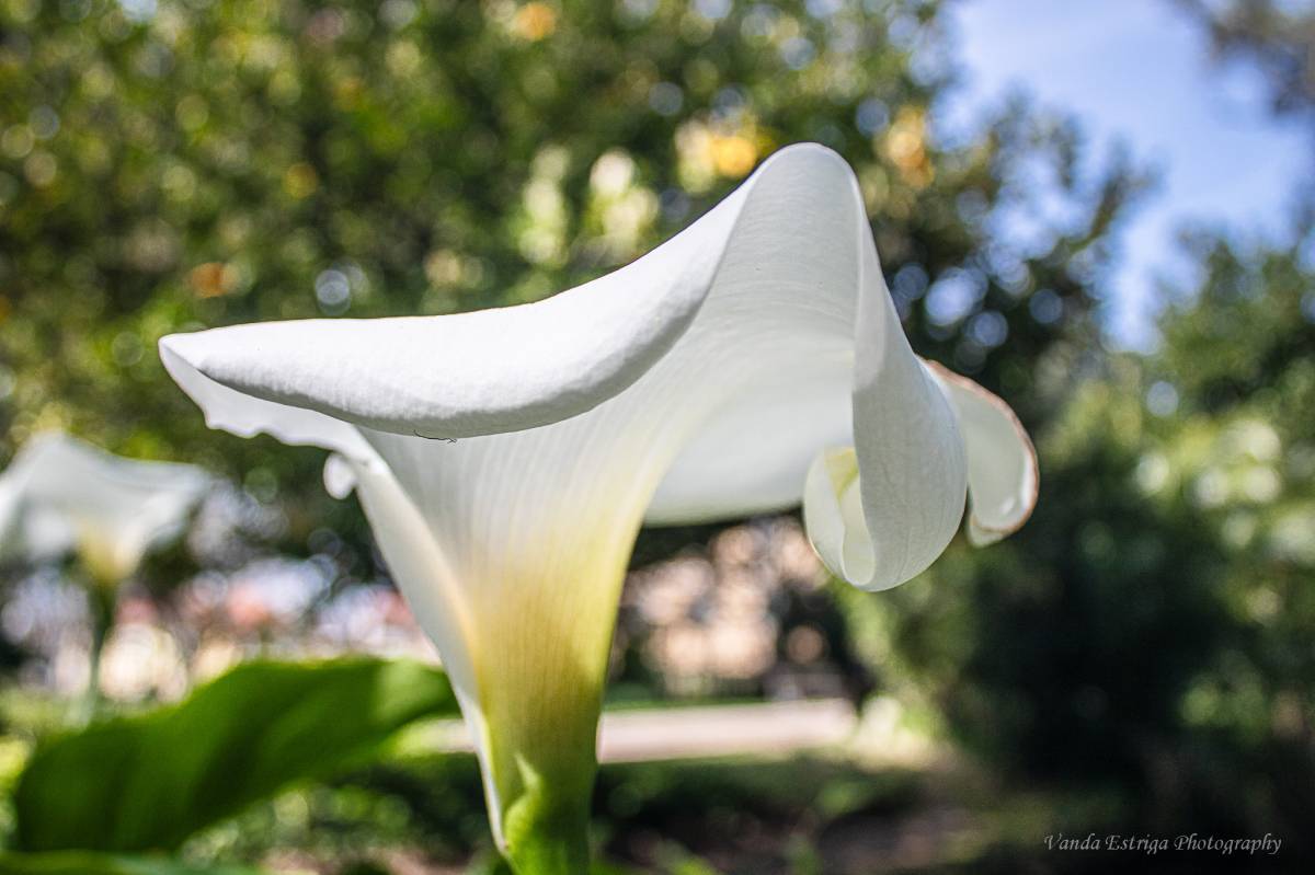 Vanda Estriga - Moita - Photography