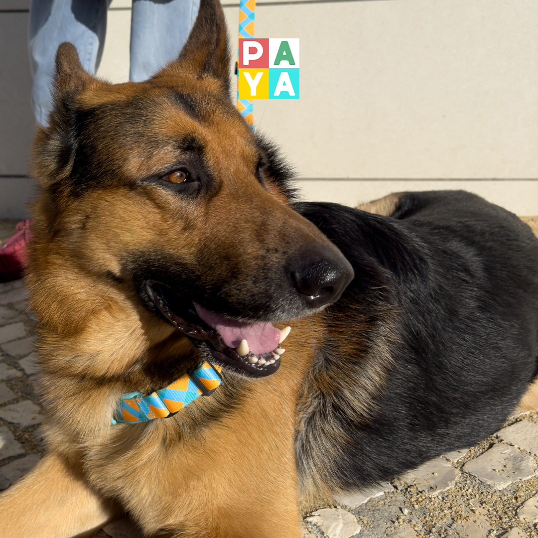 Paya Pets | Boarding & Sitting - Seixal - Hundepension