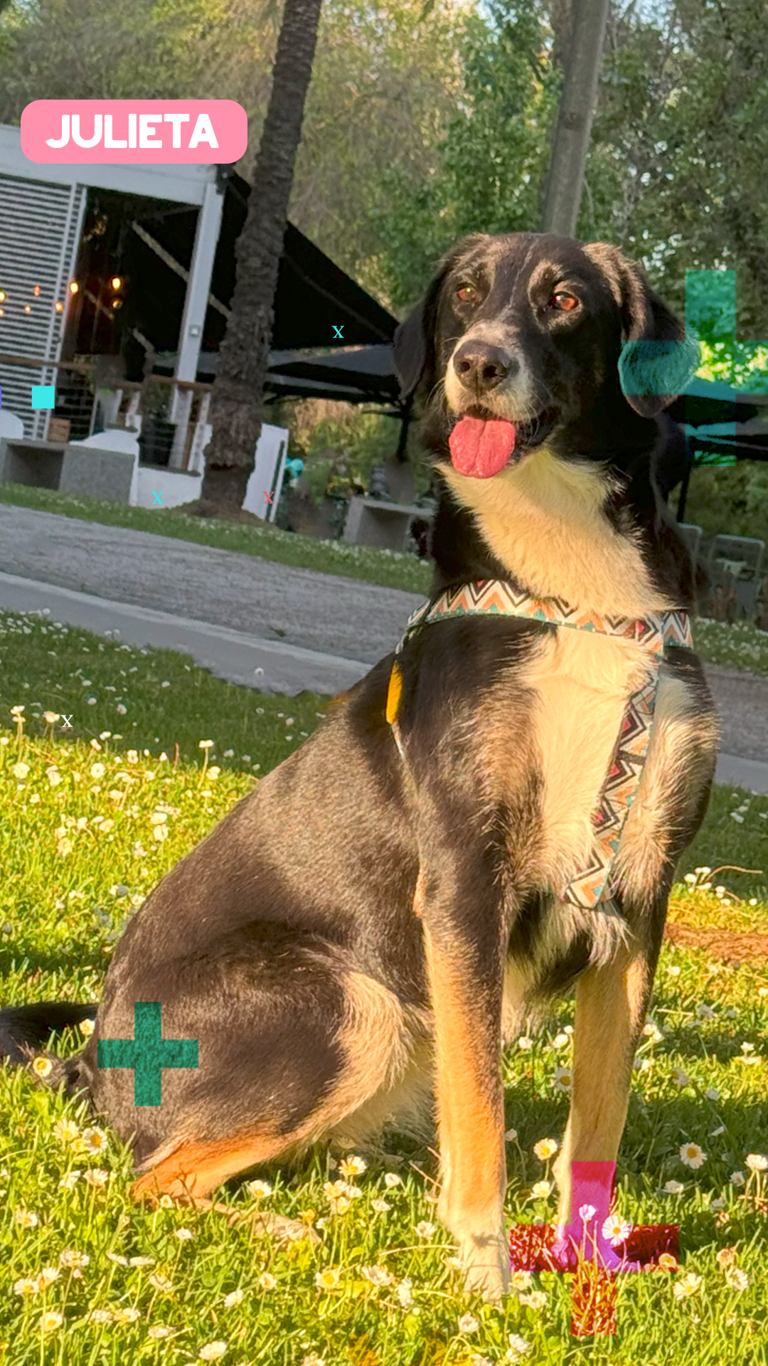 Paya Pets | Boarding & Sitting - Seixal - Tierarzt