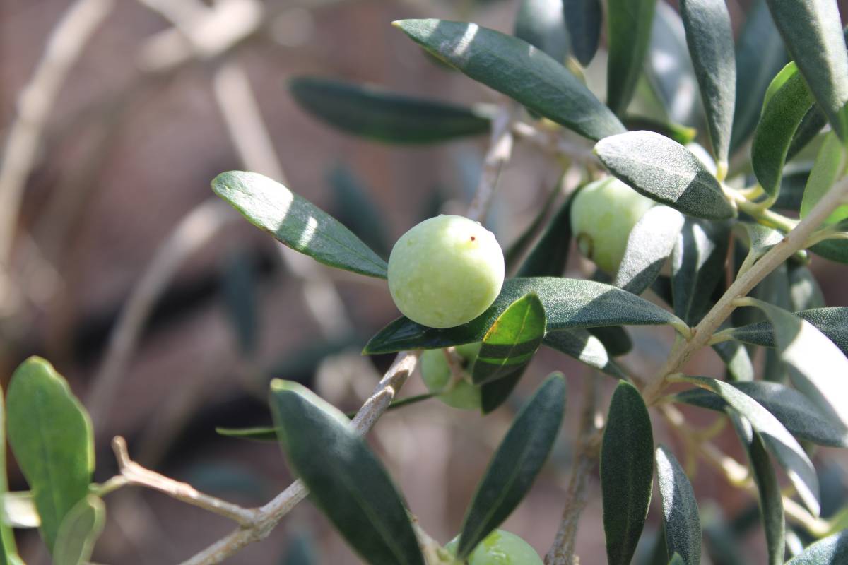 Vanda Estriga - Moita - Real Estate Appraisal