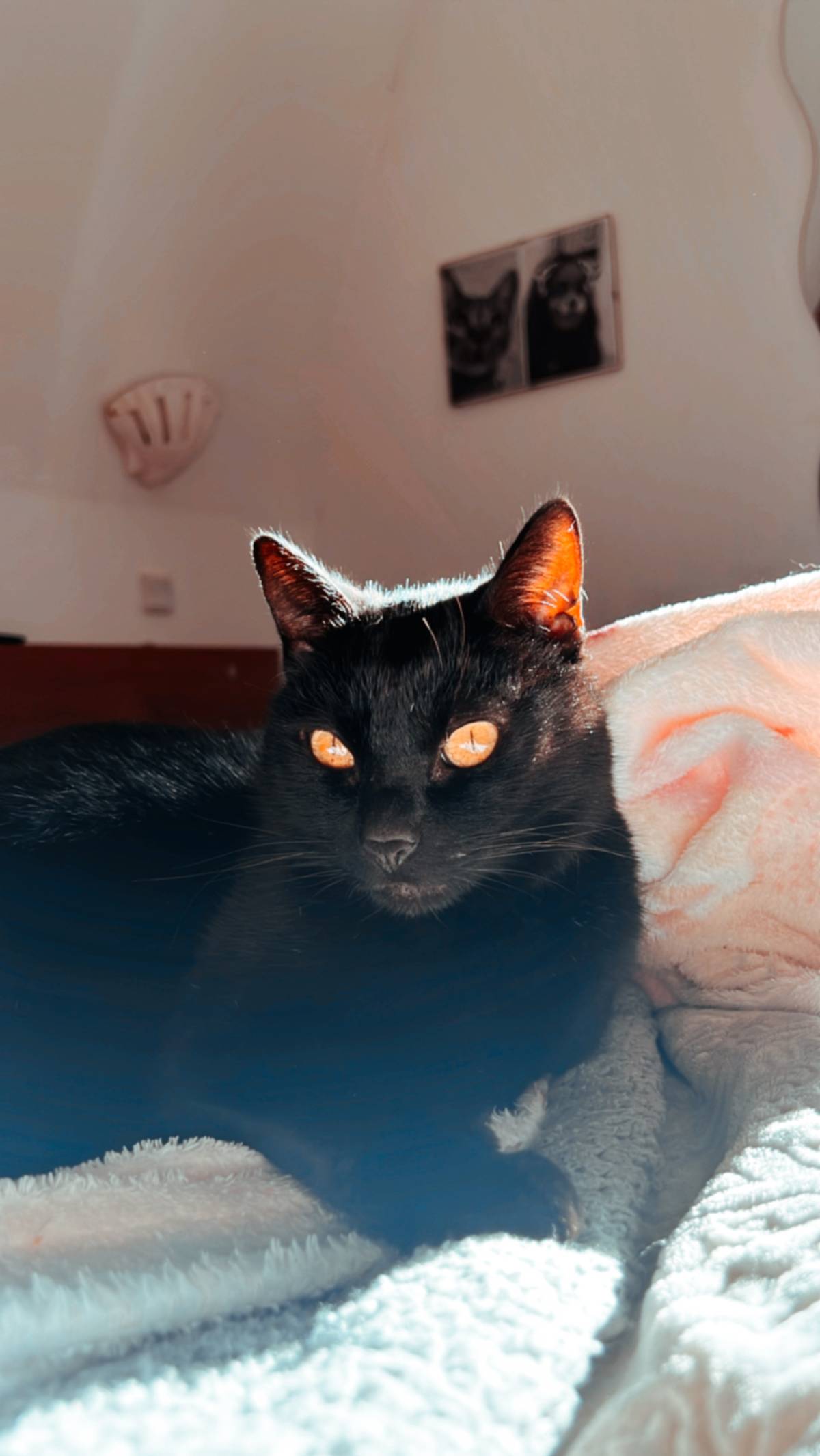Susana Lopes - Albufeira - Cuidar tus gatos