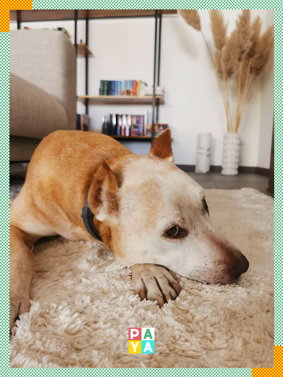 Paya Pets | Boarding & Sitting - Seixal - Katzenpension
