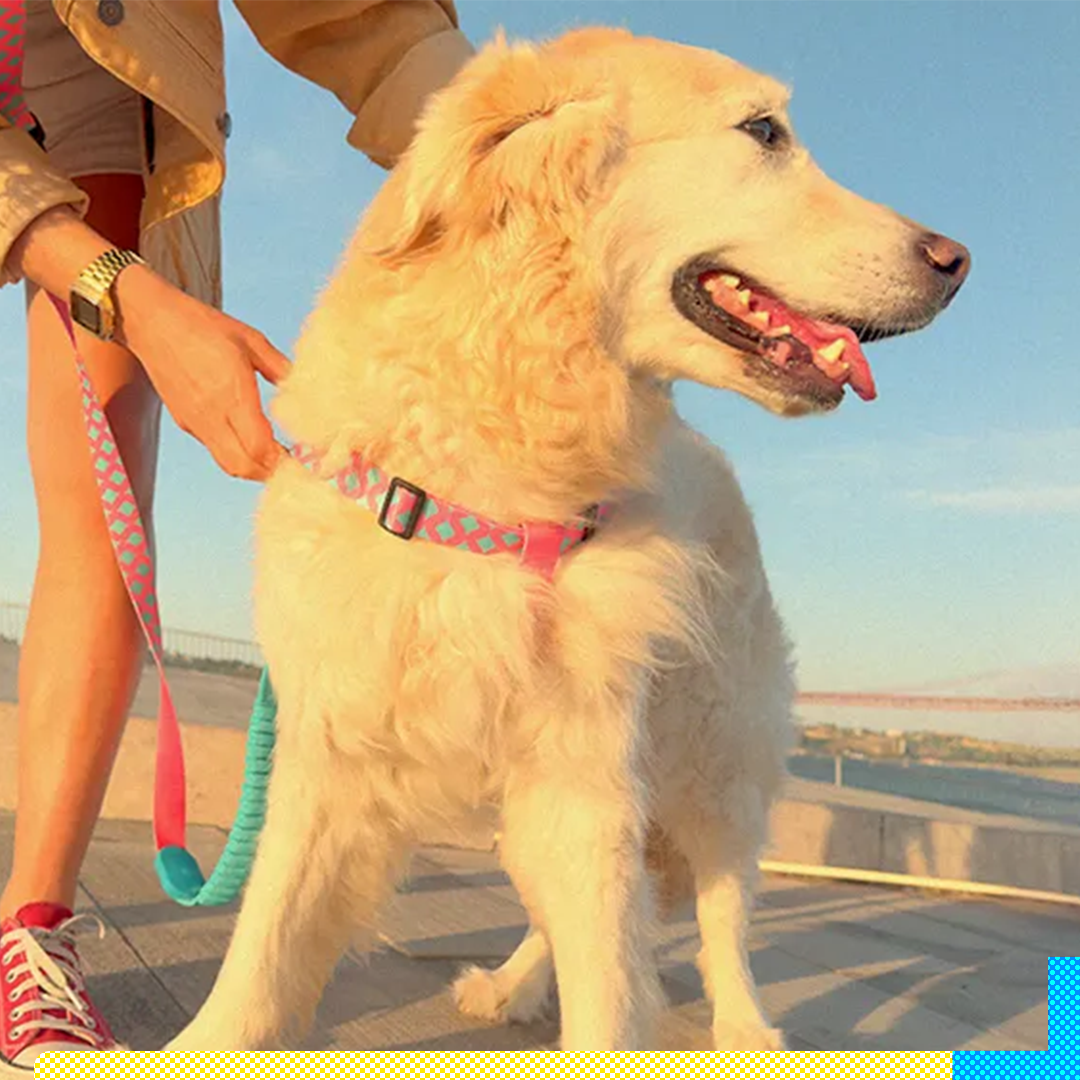 Paya Pets | Boarding & Sitting - Seixal - Hundesitter