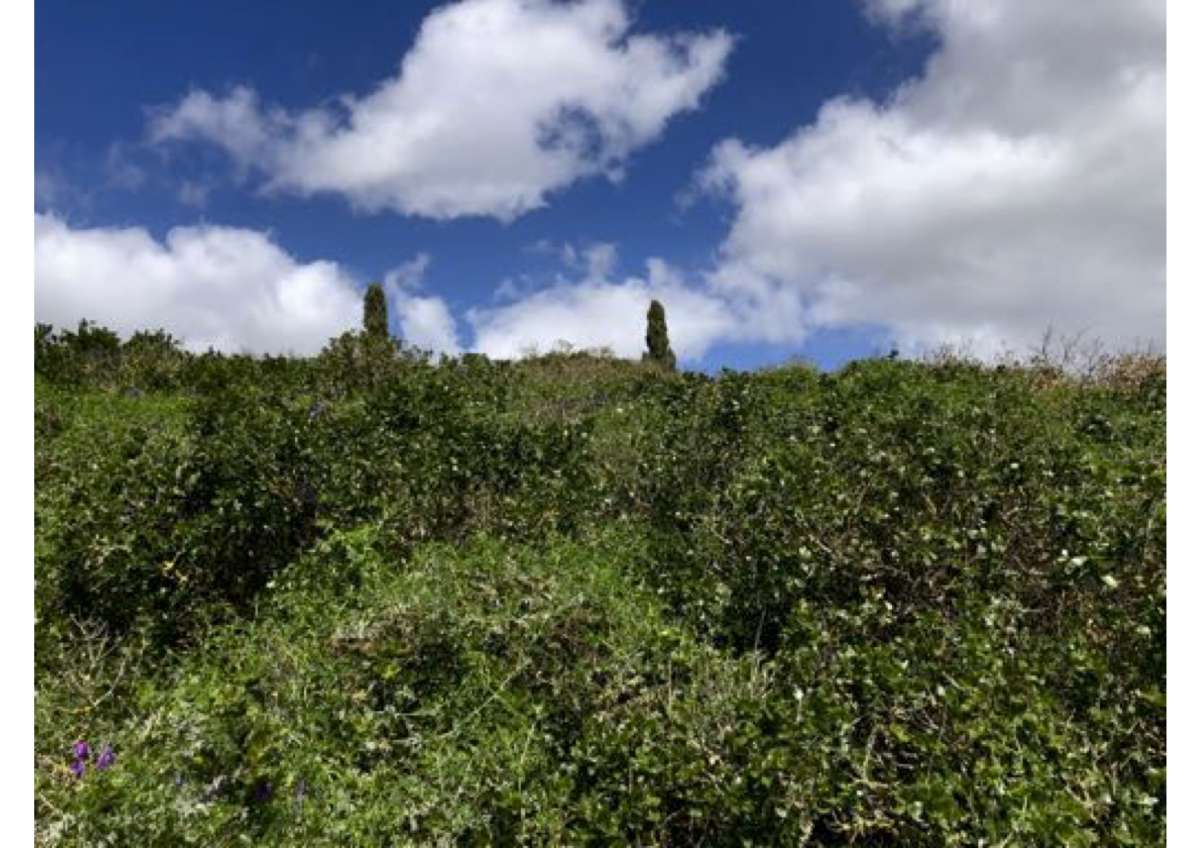 Land Clearance