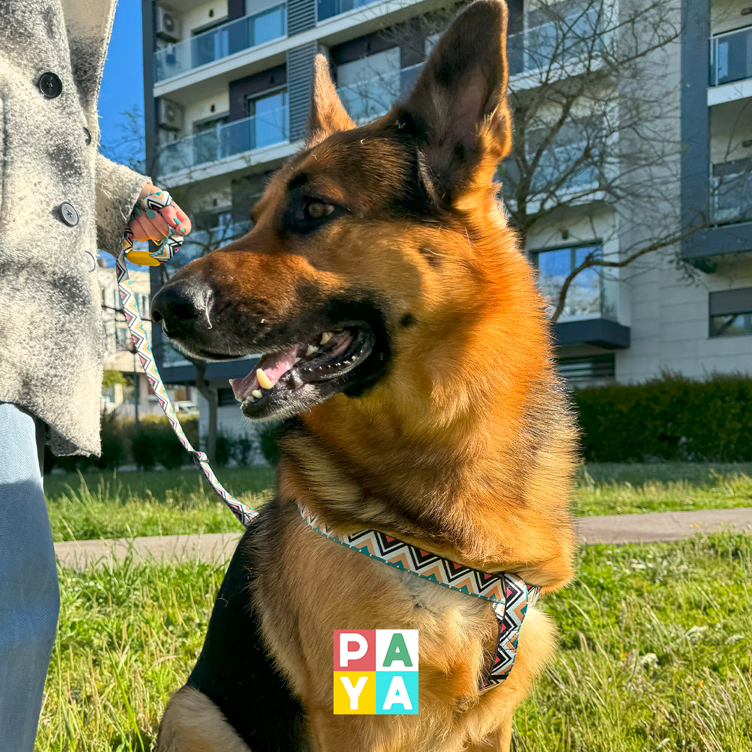 Paya Pets | Boarding & Sitting - Seixal - Haustierbetreuung und Tierpension