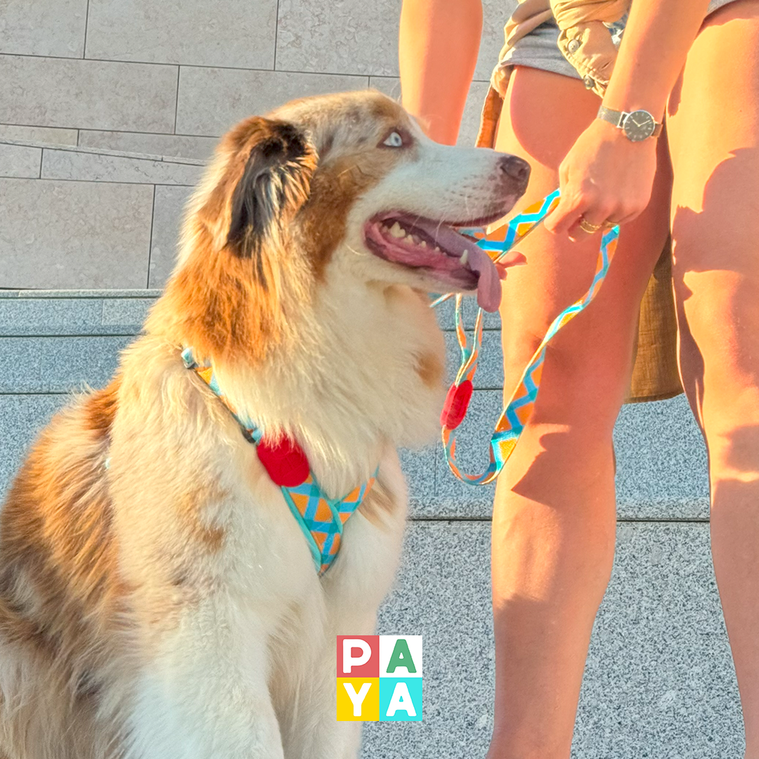 Paya Pets | Boarding & Sitting - Seixal - Pet Sitting