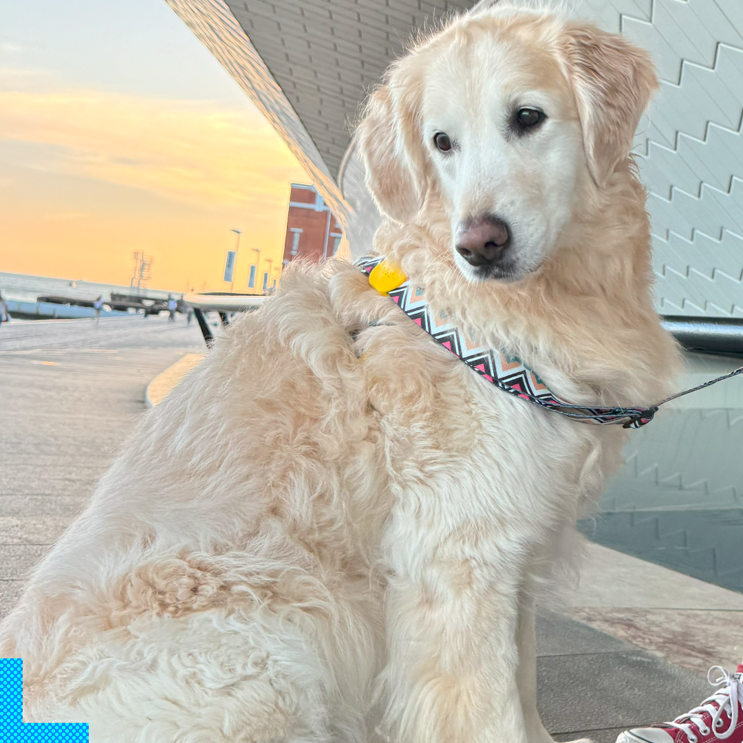 Paya Pets | Boarding & Sitting - Seixal - Tierarzt