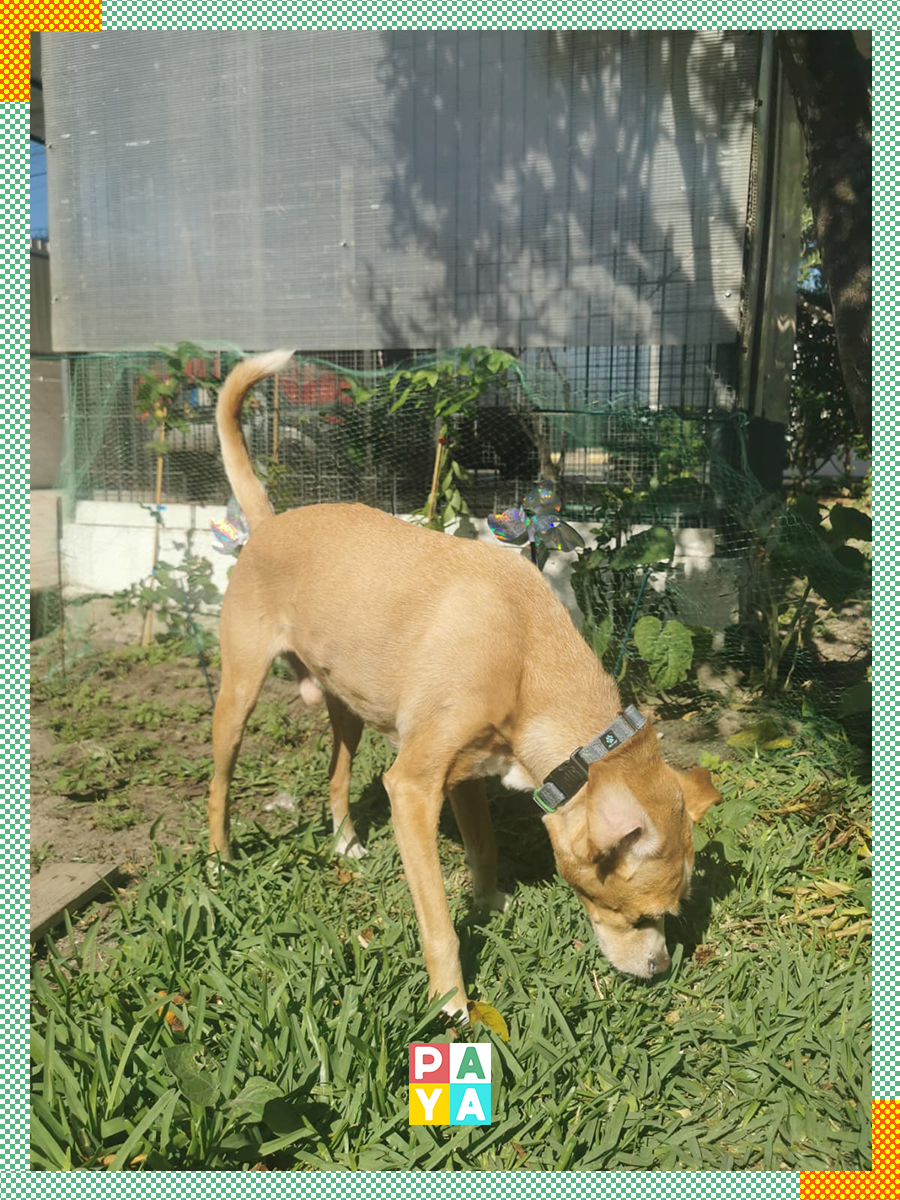 Paya Pets | Boarding & Sitting - Seixal - Katzenpension