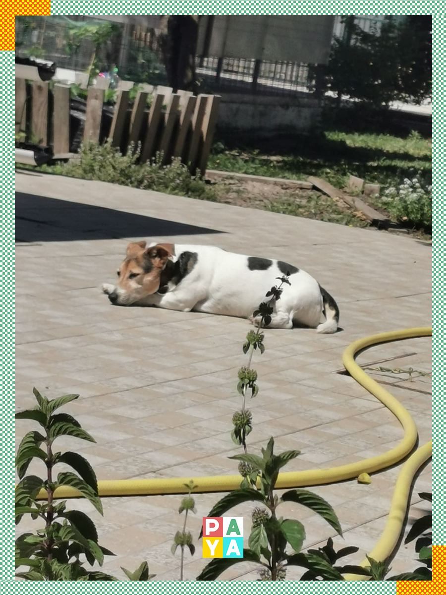 Paya Pets | Boarding & Sitting - Seixal - Haustierbetreuung